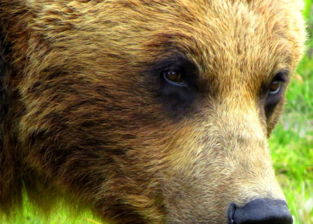 a close up of a grizzly bear's face