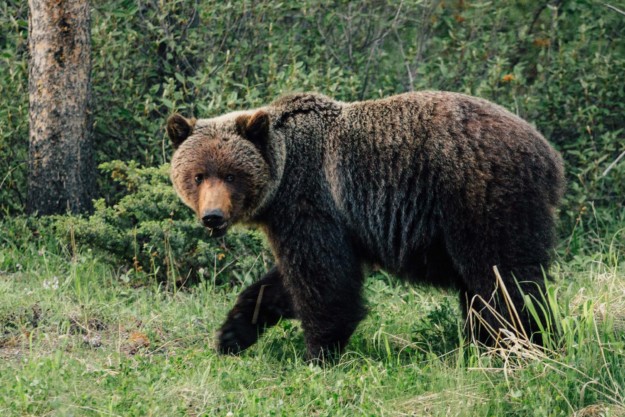 a brown bear walks through a green forest