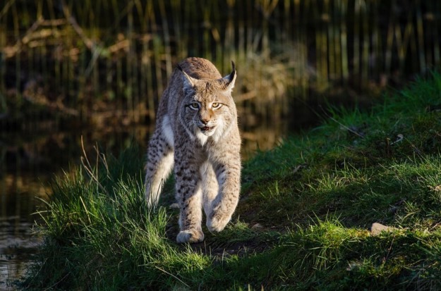 a lynx stalks through a grassy field