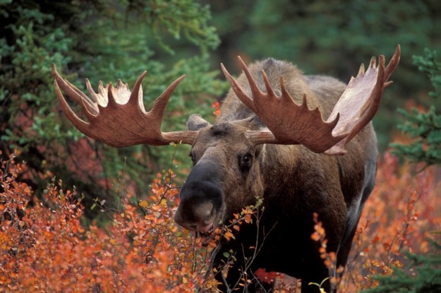 a moose walks through some long red grass