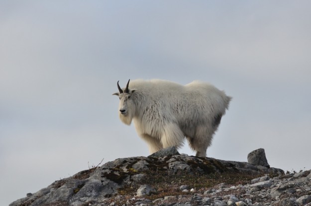 a large mountain goat sat atop a mountain