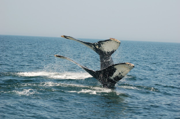 two whale tails fluking back into the ocean