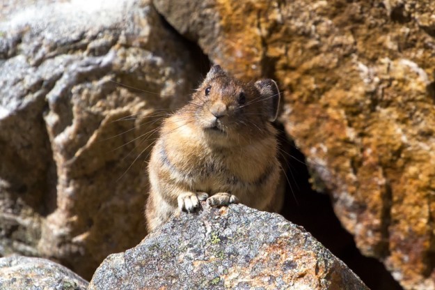 a pika pokes its head out of a hole in the rocks