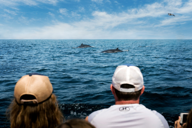 a couple watch whales swimming on a boat tour