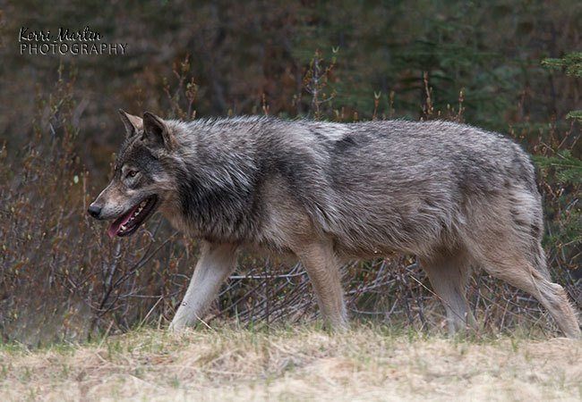 a grey wolf walks through a barren field