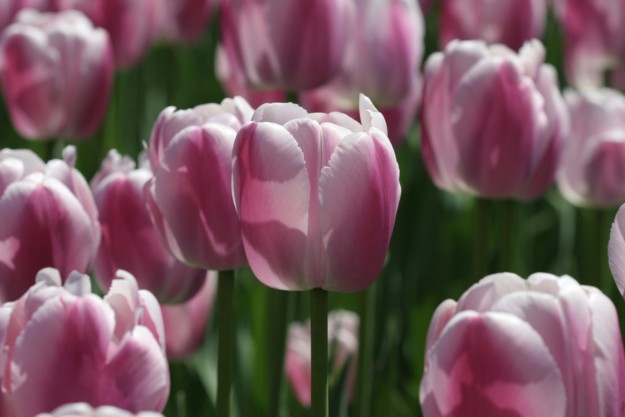 pink tulips