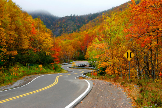 a road winds through autumnal forests with falling leaves of yellow, red and amber