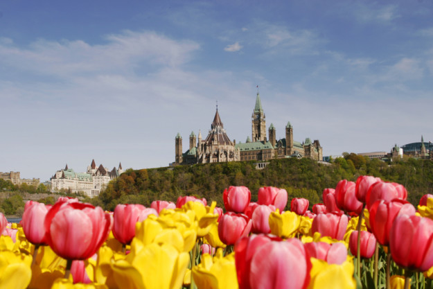a sea of pink and yellow tulips with the Canadian parliament buildings in the background