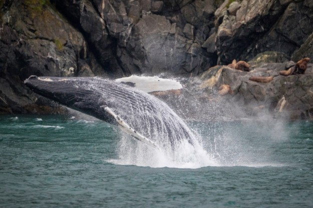 Breaching humpback whale