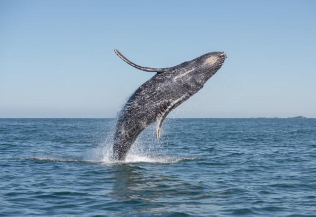 a humpback whale launches out of the ocean
