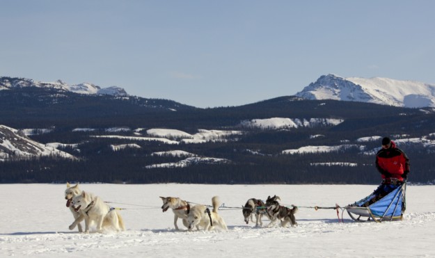 dog sledding