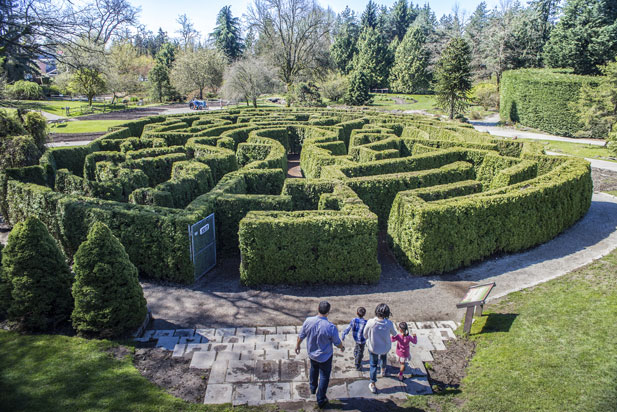 a family runs toward a hedge maze