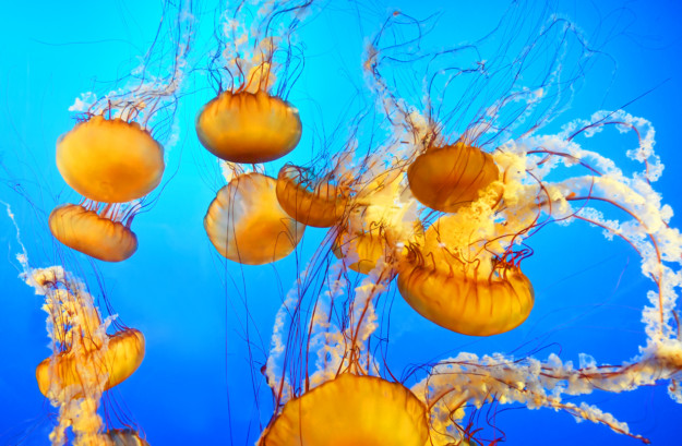 bright yellow jellyfish float around in bright blue water