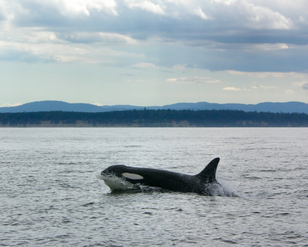 an orca whale peaks above the surface of the water