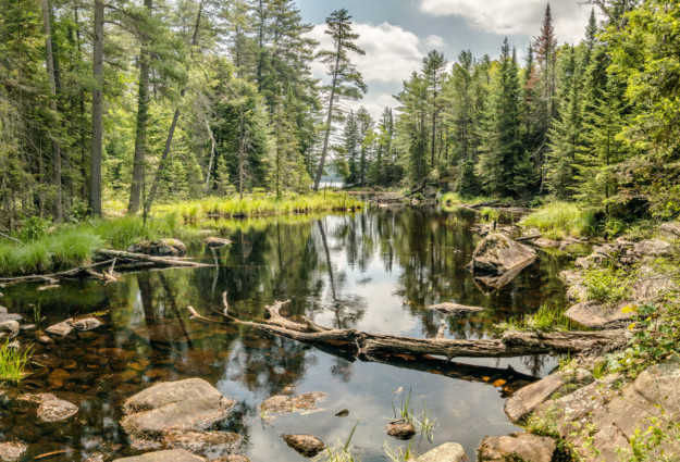 A serene forest scene in Ontario with a small, calm river flanked by lush green trees and rocks. Fallen logs cross the water, and sunlight filters through the foliage. Discover this destination on a fly