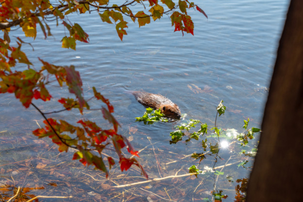 A beaver swims in a clear lake in Ontario, framed by autumn leaves in the foreground, with a tree trunk visible on the right side. The water reflects gentle sunlight.