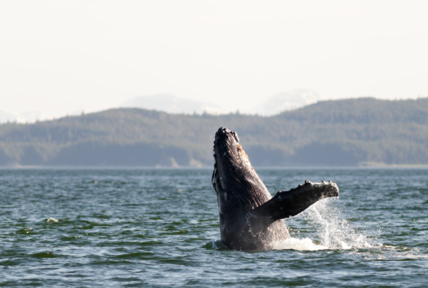 a humpback whale breaching the surface