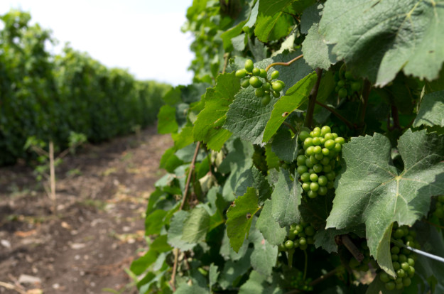 A vibrant vineyard scene in Ontario, with clusters of unripe, green grapes hanging from vines, surrounded by broad leaves under a bright sky, showcasing rows of grapevines stretching into the distance.