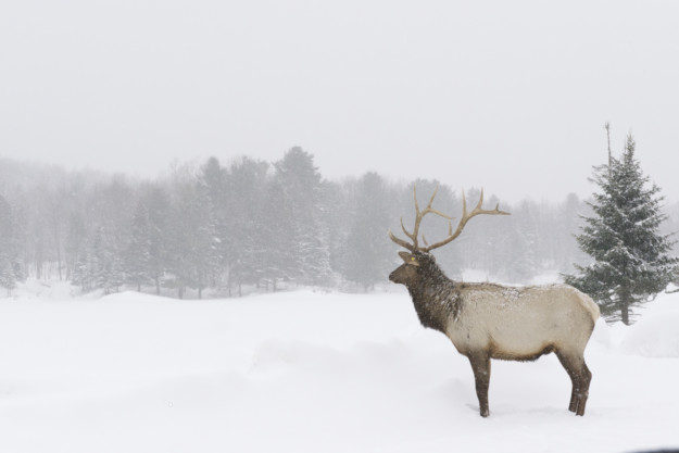 A majestic elk stands in a snowy landscape with trees and falling snow in the background, epitomizing Canada's winter bucket list.