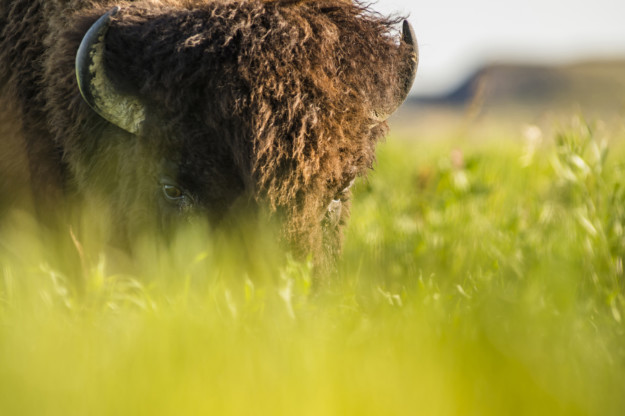 See bison during your self-drive tour in Saskatchewan