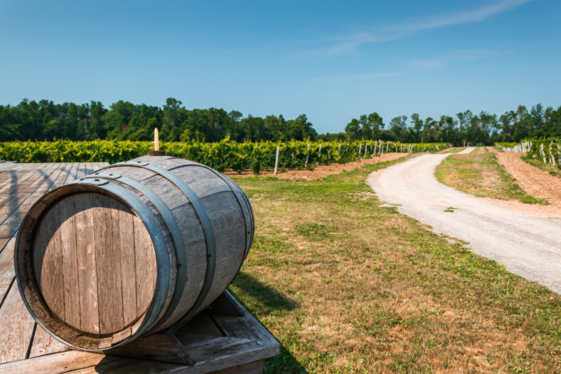 A wooden barrel rests on a platform in the foreground with a curving dirt road leading through lush vineyards in Québec Ontario under a clear blue sky.