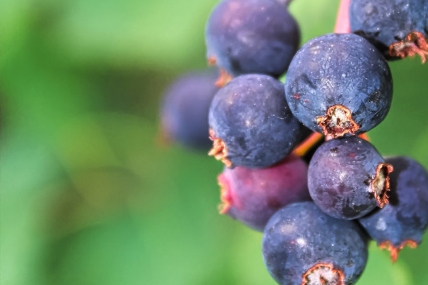 A macro view of ripe saskatoon berries