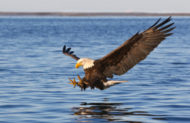 Bald Eagle in Saskatchewan