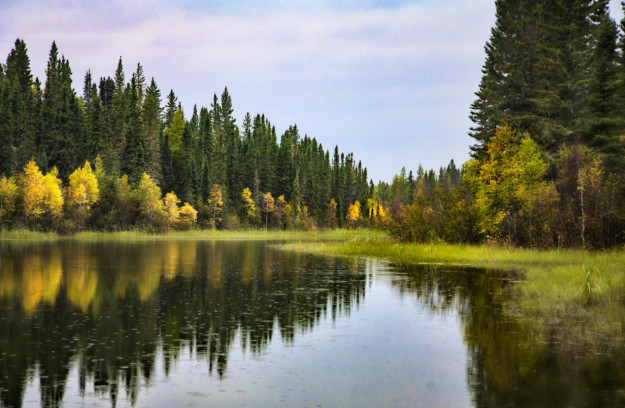 Boreal forest in Canada