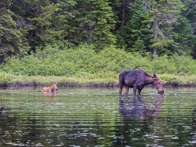 A moose and its calf standing in a forest pond in Quebec, surrounded by dense trees, with the calf partially submerged in water and the adult moose grazing nearby.