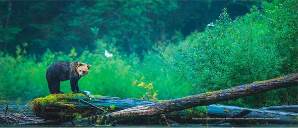 photograph of a brown bear standing on a log in the rain