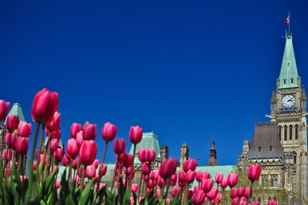 pink tulips stand in front of clocktower with a green metal roof