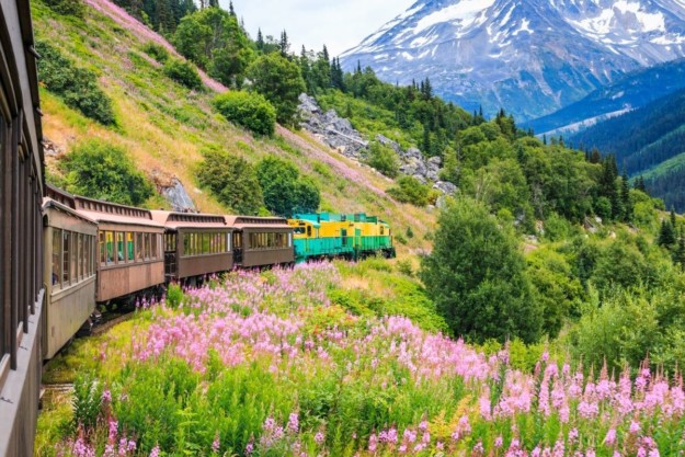 an old fashioned train passes through a green flowery meadow with a snow-capped mountain in the background