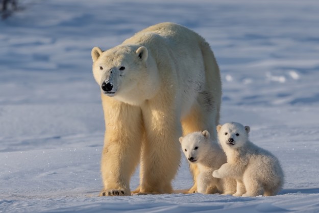 a polar bears and two cubs sit on the ice