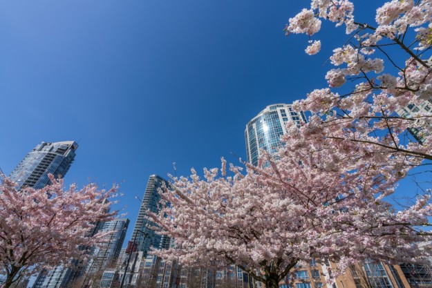 cherry blossom trees in Vancouver