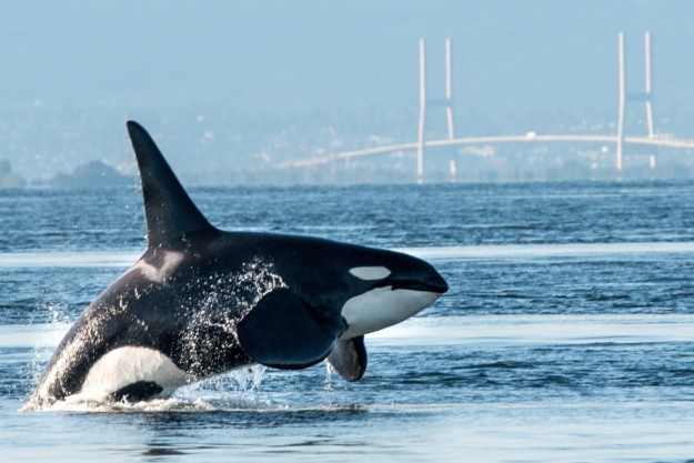 Orca in Vancouver Harbour