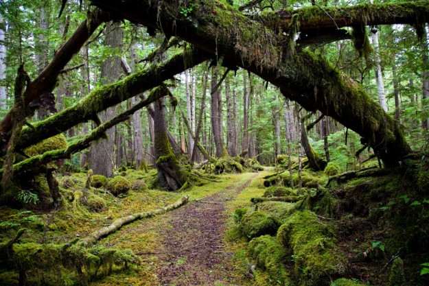 Rainforest, Haida Gwaii BC