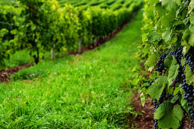 Vineyard in Nova Scotia