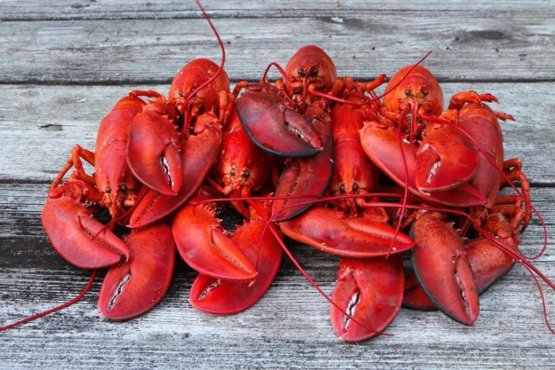 Lobsters in Nova Scotia