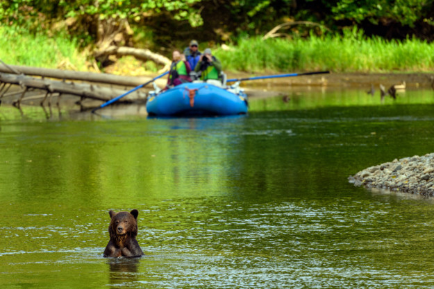 a tour group in  blue raft watch a brown bear swimming in the river