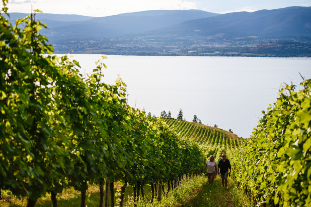 two people walk uphill through the green rows of a vineyard with a lake in the background