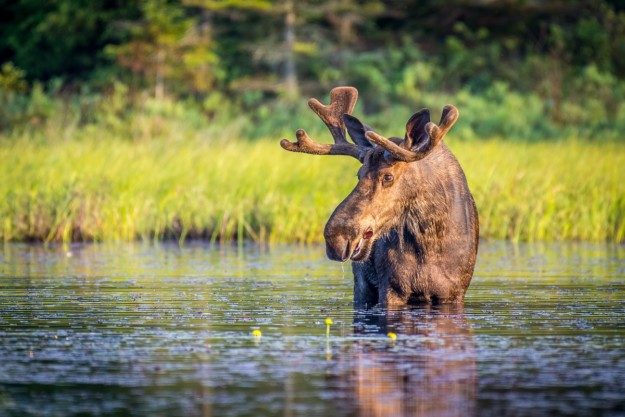 a moose stands with it's legs fully submerged in a river