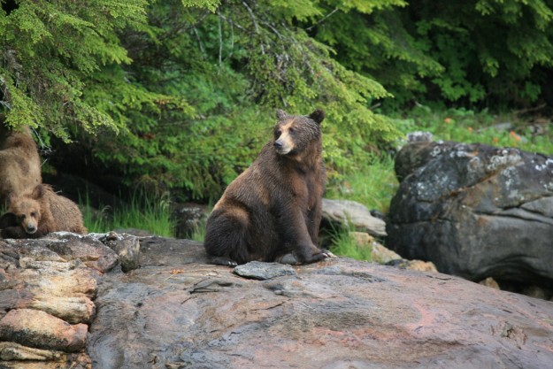 a grizzly bear sits on a rock with a green forest in the background
