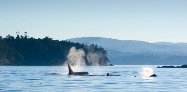 pod of whales spouting