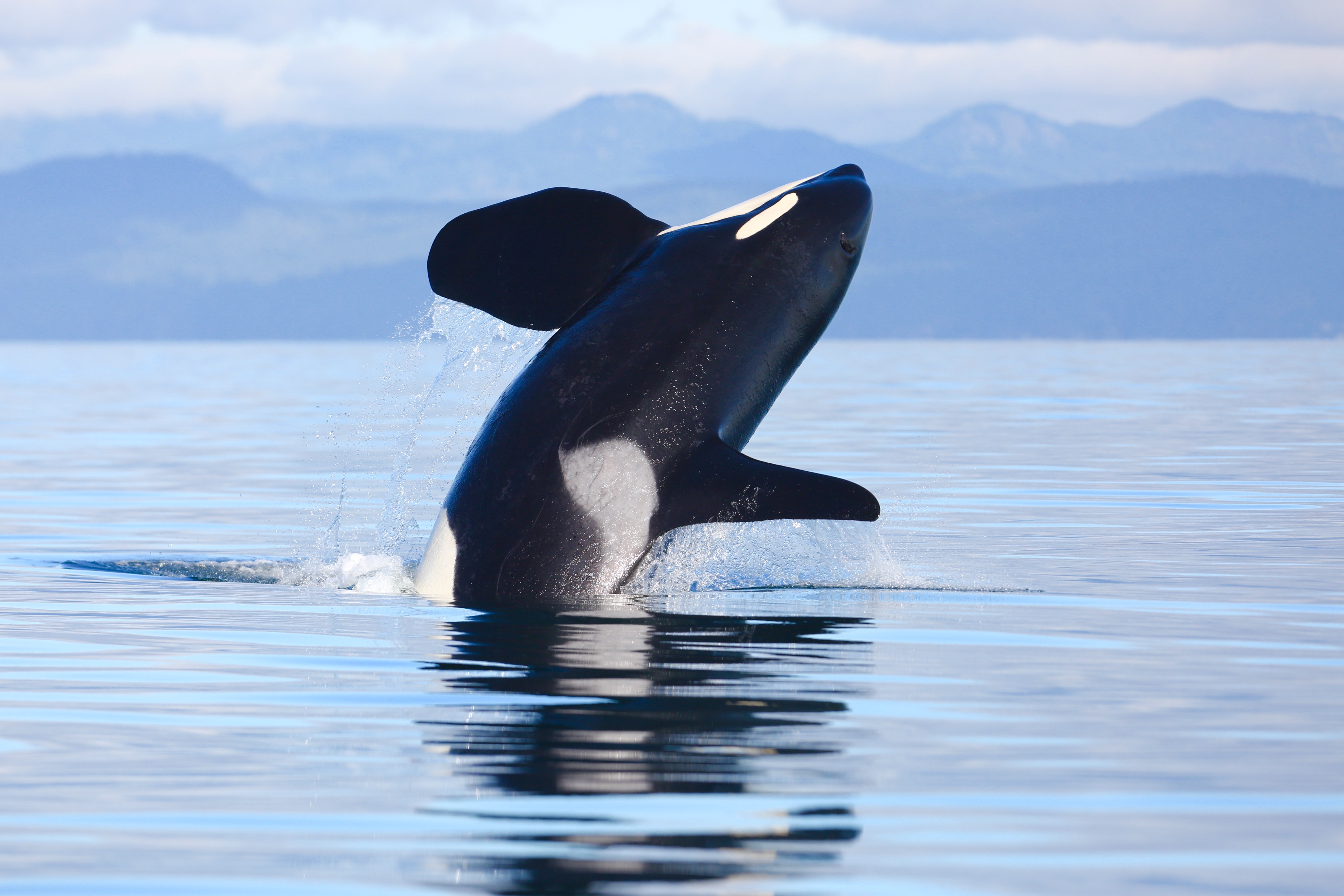 an orca whale launches out of the water