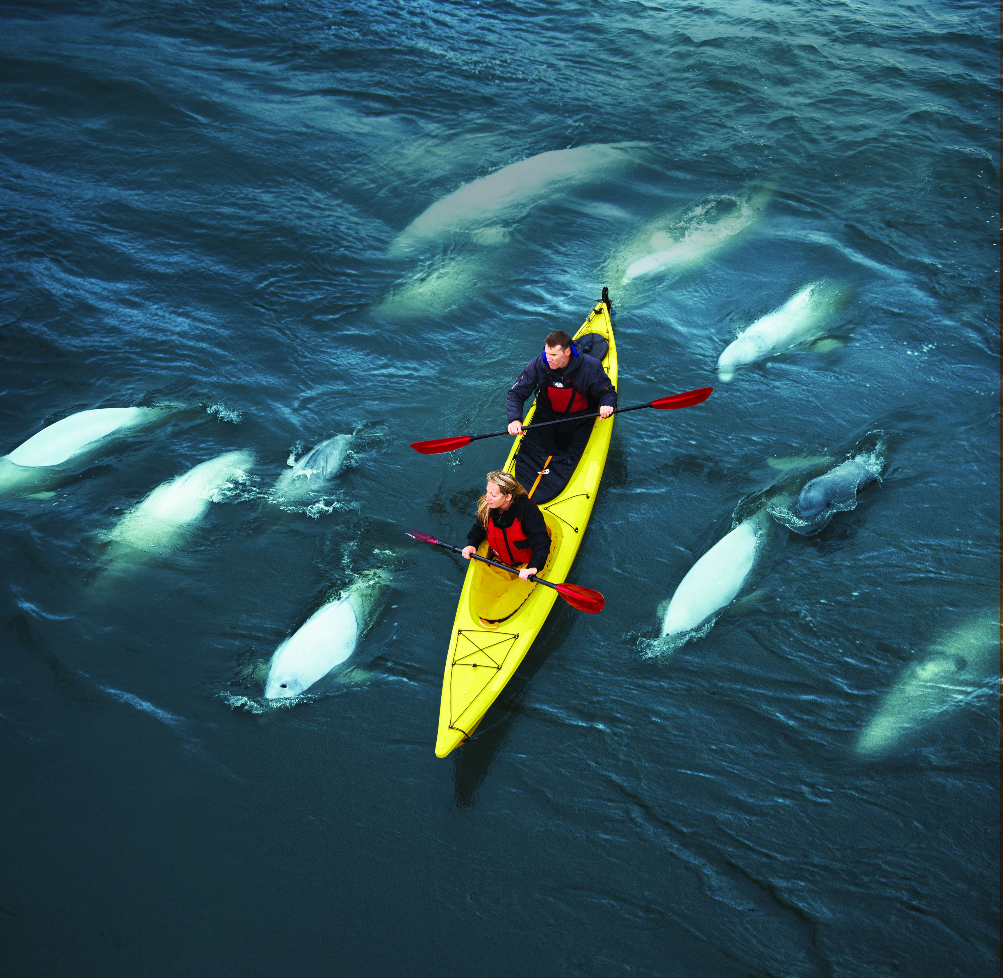 Kayaking with beluga whales in Churchill