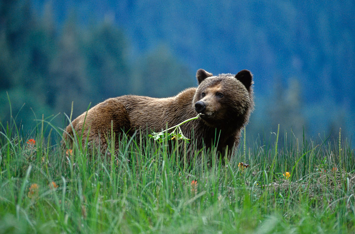 A grizzly bear chewing on a plant