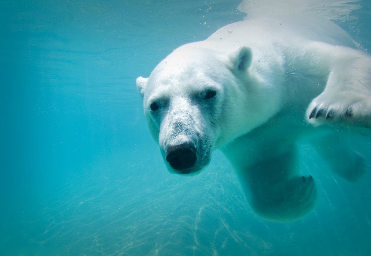 Polar bear at Toronto Zoo