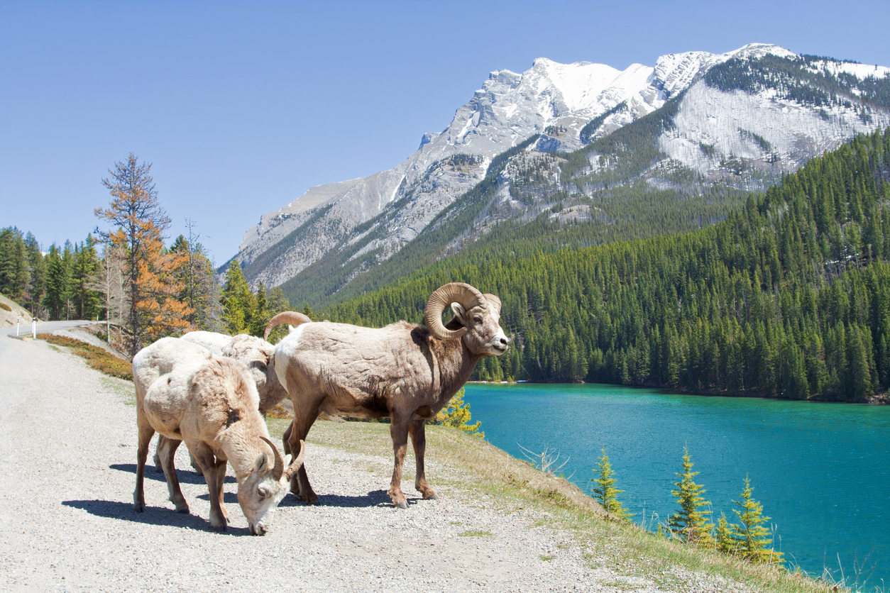 Bighorn Sheep near a lake in the Rocky Mountains