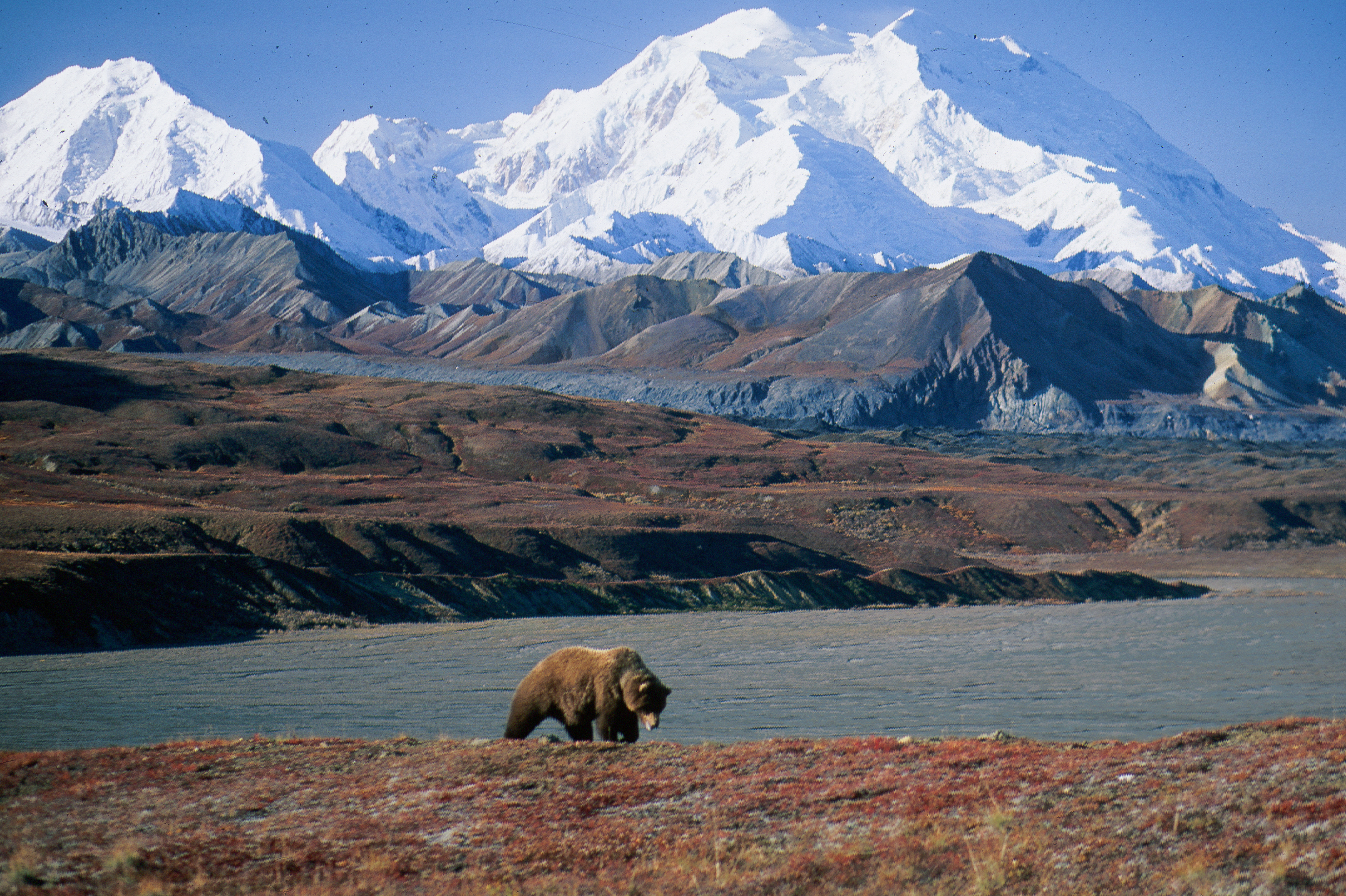 A grizzly bear at the front of the photograph with a large mountain in the background