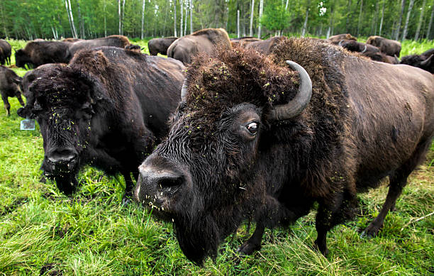 A group of buffalo in Northern Alberta
